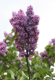 Scipion_Cochet_2013_HP_TP_12