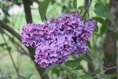 Scipion_Cochet_2013_HP_TP_7