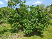 Scipion_Cochet_20170518_HP_MLD_1