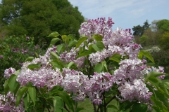 Scotia_ZB_1