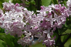 Scotia_ZB_3