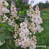 Scromnitsa_202405_Russia_ELD