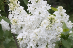 Sculptured Ivory