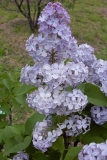 TOSHIBA Exif JPEG