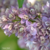 Senateur_Volland_2019_LM_CF
