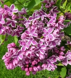 Sensation_20210428_NYBG_MLD_1
