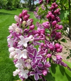 Sensation_20210428_NYBG_MLD_2