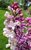 Sensation_20210428_NYBG_MLD_3