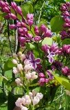 Sensation_20210428_NYBG_MLD_4