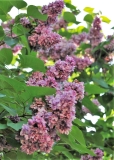 Serdtse_Danko_201906_SI_ML