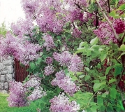 Serene_2001_anon