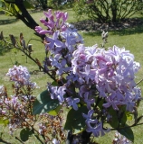 Serene_2003_HP_MM__DM_1