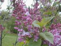 Serene_2003_HP_MM__DM_2