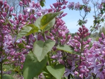 Serene_2003_HP_MM__DM_3