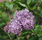 Serene_2014_BLBG_TP_2