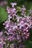 Serene_2014_BLBG_TP_3