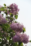 Serene_2014_BLBG_TP_4