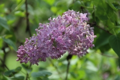 Serene_2014_BLBG_TP_5