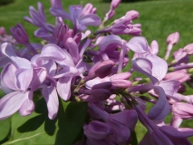 Serene_20180510_HP_MLD_3