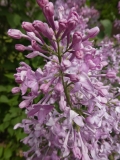 Serene_201906_MBG_MLD_3