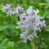 Serene_2019_LM_CF