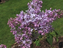 Serene_CH