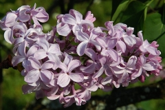 Serene_ZB