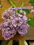 Sergei_Rakhmaninov_20180521_LMSU_MLD_1