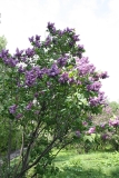 Sheremetev_TP_1
