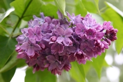 Sheremetev_TP_2
