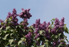 Sheremetev_TP_5