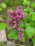 Shishi_20220507_MLD_MLD