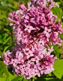 Shishi_20230509_MLD_MLD_1