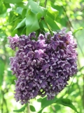 Shishkin_Les_TP_2