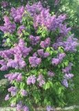 Shkolnitsa_2019_TP