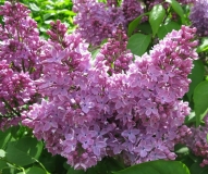 Shkolnitsa_2019_TP_2