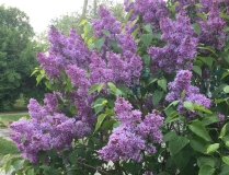 Shkolnitsa_2019_TP_3
