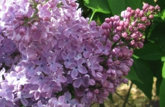 Shkolnitsa_2019_TP_4