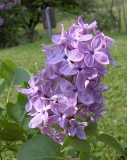 Shkolnitsa_BP__MW_2