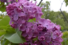Sholokhov