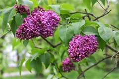 Sholokhov_TP_3