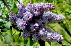 Sholpan_2019_AK_SB_2