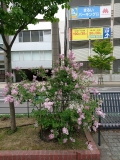 Si_Ji_Lan_SRP_MO_10