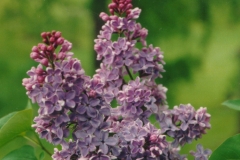 Sibirica (vulgaris)