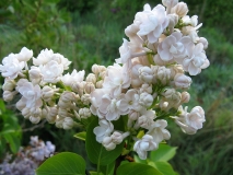 Siebold_LNT_1