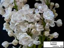 Siebold_LNT_3