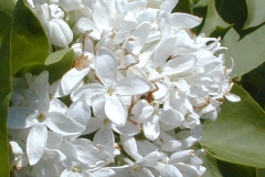 Sierra Snow