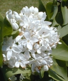 Sierra_Snow_2003_HP_MM__DM