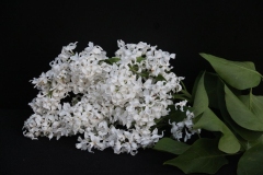 Sierra_Snow_2022_Russia_TP