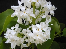 Sierra_Snow_LNT